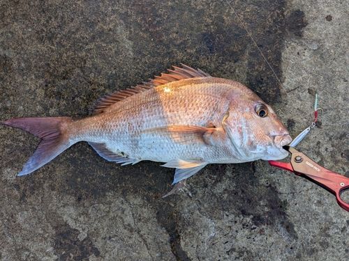 タイの釣果