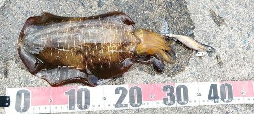 アオリイカの釣果