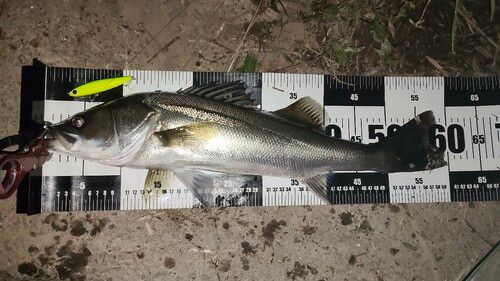 シーバスの釣果