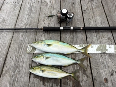 ツバスの釣果