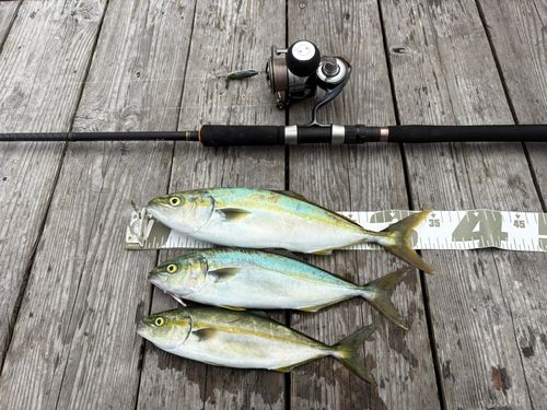 ツバスの釣果