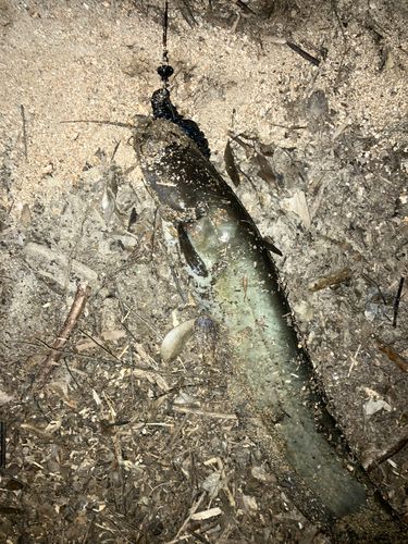 ナマズの釣果