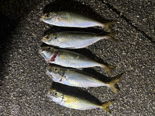 アジの釣果
