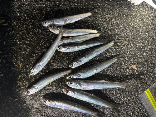 カタクチイワシの釣果