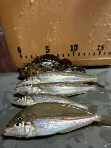 シロギスの釣果