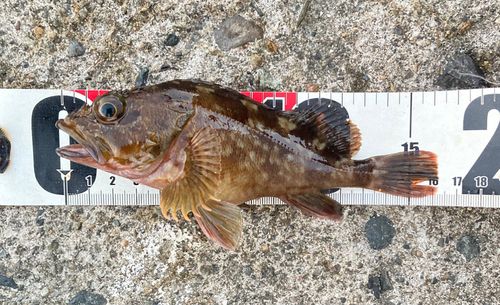 カサゴの釣果