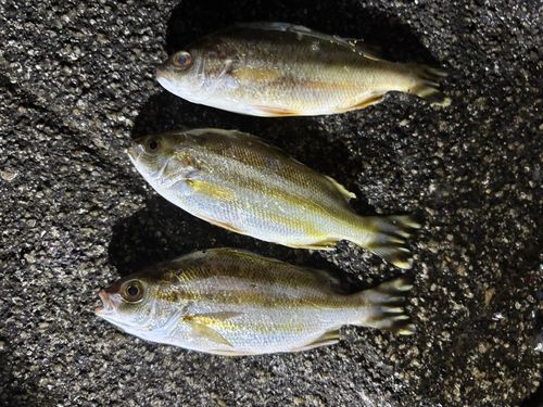 コトヒキの釣果