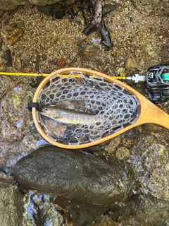 イワナの釣果