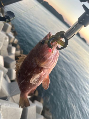 アコウの釣果