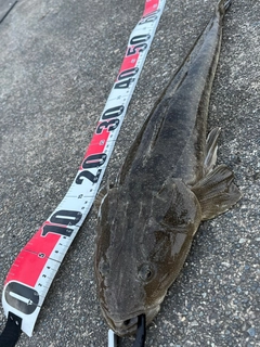 マゴチの釣果