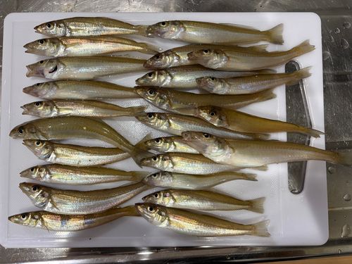 キスの釣果