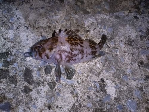 ムラソイの釣果
