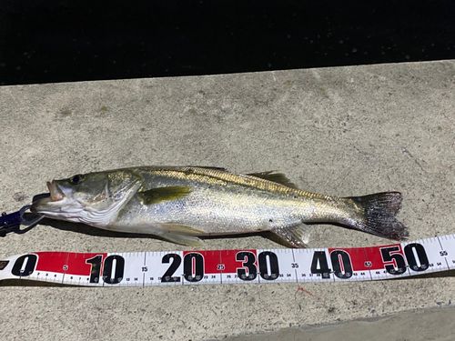 フッコ（マルスズキ）の釣果