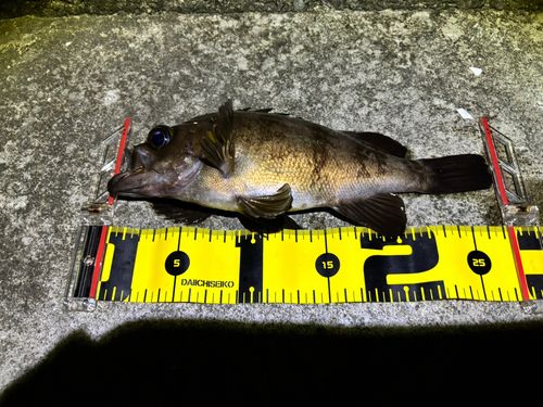 メバルの釣果