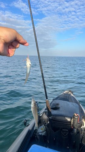 シロギスの釣果