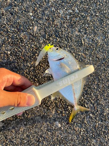 メッキの釣果