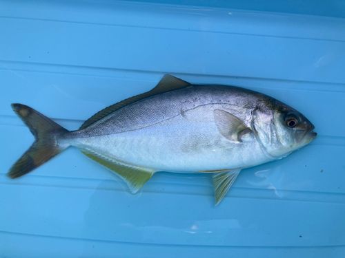 ショゴの釣果