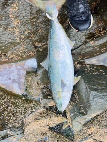 ブリの釣果