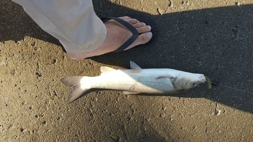 ウグイの釣果