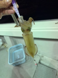 アカイカの釣果