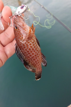 オオモンハタの釣果