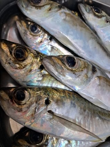 マアジの釣果