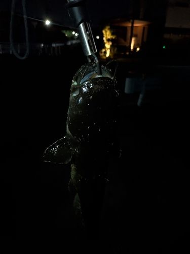 ナマズの釣果