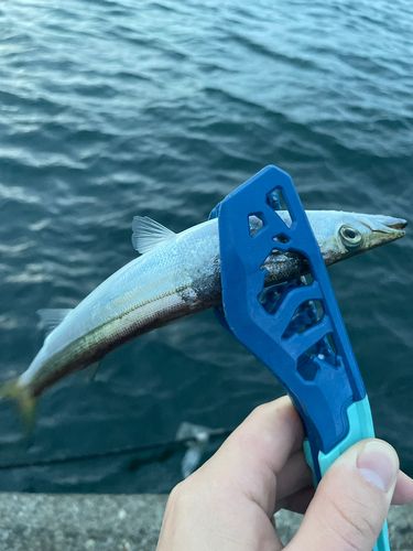 カマスの釣果