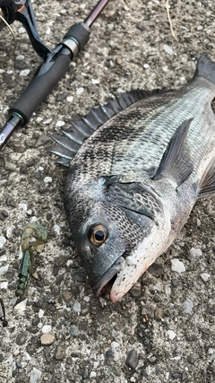 クロダイの釣果