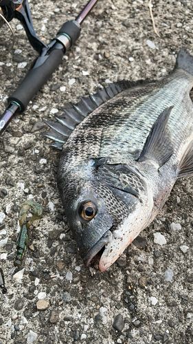 クロダイの釣果
