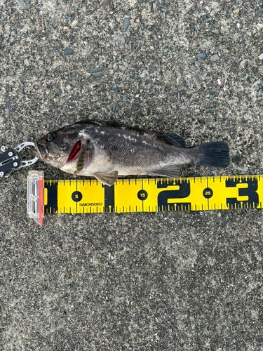 釣果