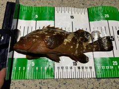 キジハタの釣果