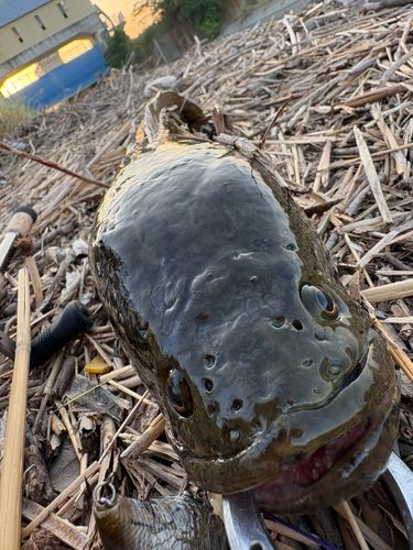 ライギョの釣果