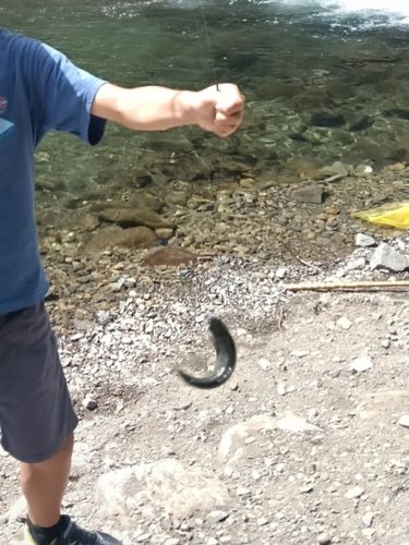 ニジマスの釣果