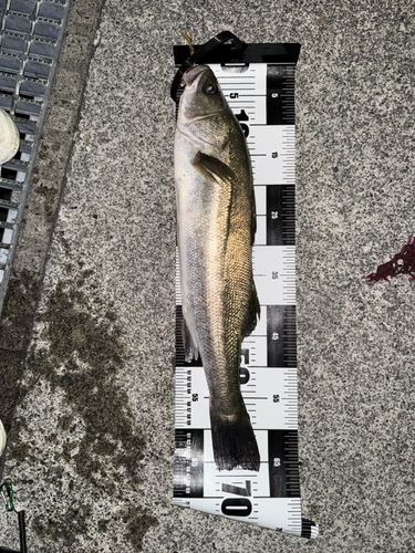 釣果