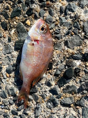 タイの釣果