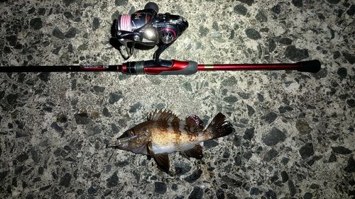 メバルの釣果