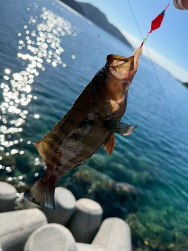 ヤミハタの釣果