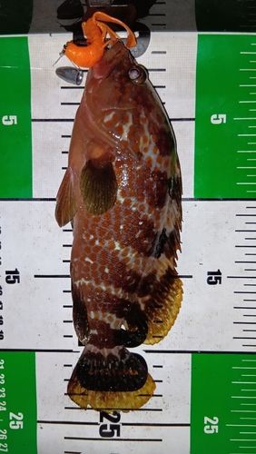 アコウの釣果