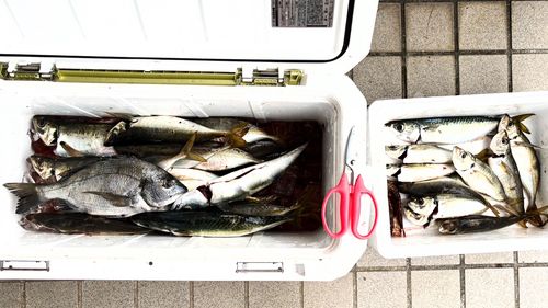 マアジの釣果