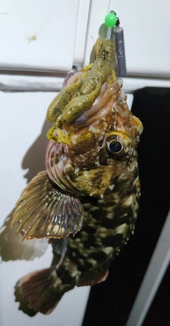 カサゴの釣果