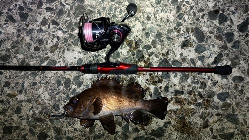 メバルの釣果