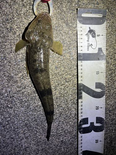 マゴチの釣果