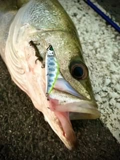 シーバスの釣果