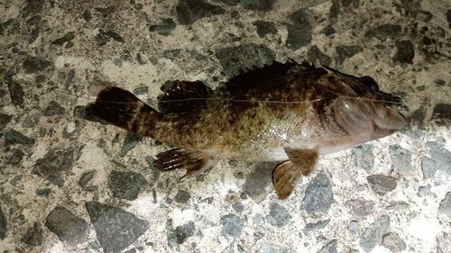 ムラソイの釣果