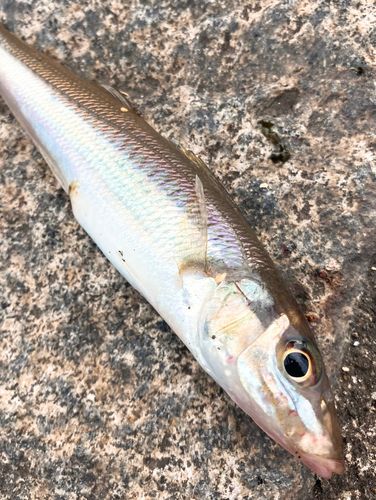 シロギスの釣果