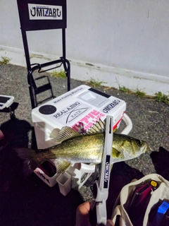 セイゴ（マルスズキ）の釣果