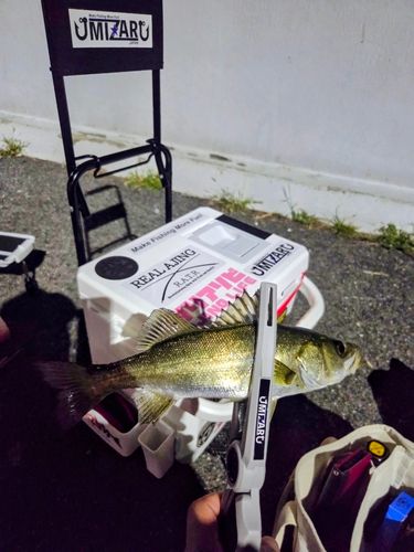 セイゴ（マルスズキ）の釣果