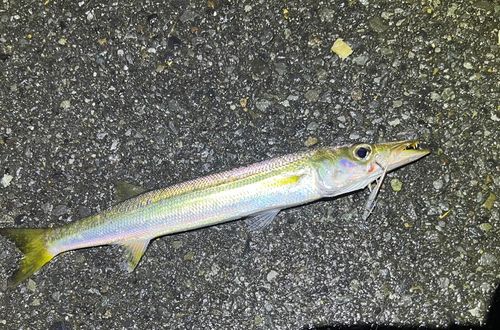 カマスの釣果
