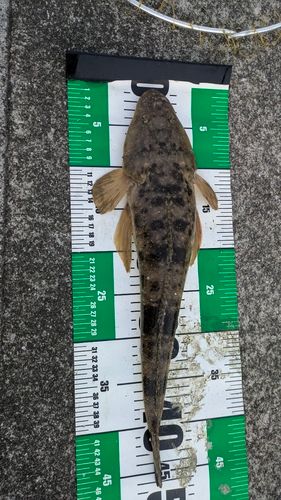 マゴチの釣果
